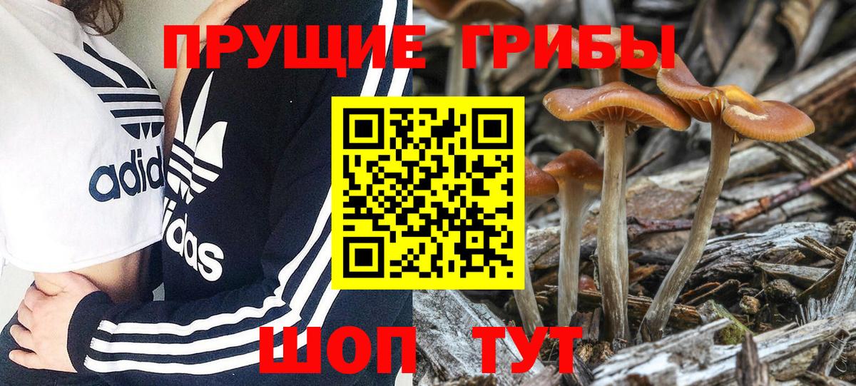 Псилоцибиновые грибы Cubensis  Вход с VPN  Санкт-Петербург 